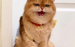 不要太大了会坏的书包网